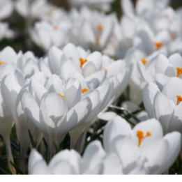 Bijenmengsels, bloemenzaden en biologische bloembollen kopen bij Imkerij De Linde