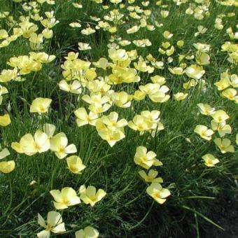 Slaapmutsje geel BIO 10 gram